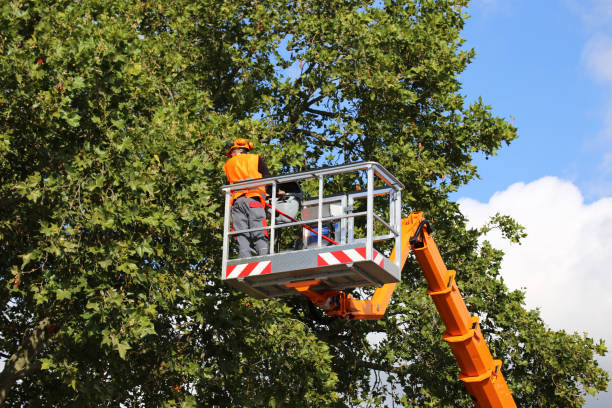 Leaf Removal in Lake Grove, NY