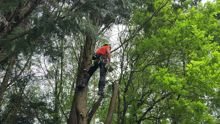 Professional Tree Services in Lake Grove, NY