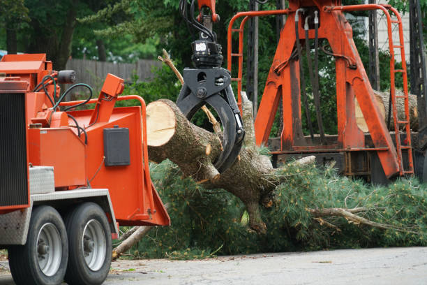 Best Tree Disease Treatment  in Lake Grove, NY